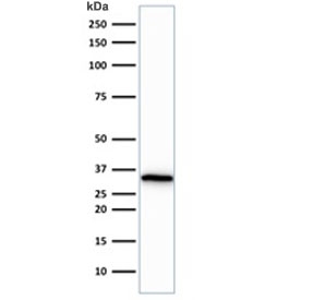 Western blot testing of human HeLa cell lysate with CDC2 antibody (clone CDK1/873). Predicted molecular weight ~33 kDa.