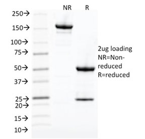 SDS-PAGE analysis of purified, BSA-free CDC2 antibody (clone CDK1/873) as confirmation of integrity and purity.
