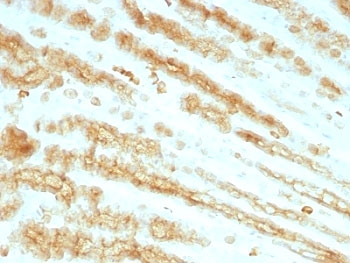 Pan Cytokeratin Antibody rat stomach IHC. Immunohistochemistry analysis of cytokeratin expression in FFPE rat stomach tissue using Pan Cytokeratin antibody clones KRTL/1077 + KRTH/1076. Cytoplasmic HRP-DAB brown staining highlights epithelial cells lining gastric glands, demonstrating organized epithelial differentiation along glandular structures while surrounding stromal tissue remains largely negative. The staining pattern supports evaluation of epithelial organization and differentiation within gastric tissue.