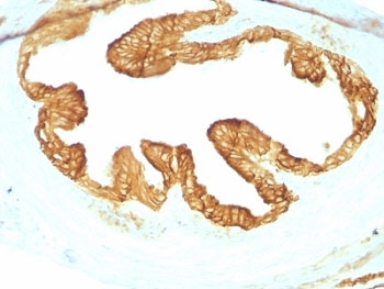 Pan Cytokeratin Antibody rat oviduct IHC. Immunohistochemistry analysis of cytokeratin expression in FFPE rat oviduct tissue using Pan Cytokeratin antibody clones KRTL/1077 + KRTH/1076. Cytoplasmic HRP-DAB brown staining highlights epithelial cells lining the luminal folds, demonstrating organized epithelial differentiation and continuous epithelial architecture, while surrounding stromal tissue remains largely negative. The staining pattern supports evaluation of epithelial structure and differentiation within reproductive tissue.