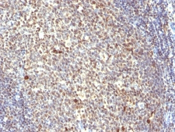 IHC: Formalin-fixed, paraffin-embedded human tonsil stained with IPO-38 antibody.