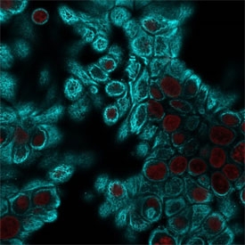 Pan Cytokeratin Antibody HeLa cells IF. Immunofluorescence analysis of cytokeratin expression in human HeLa cells using Pan Cytokeratin antibody clone PAN-CK. The cytokeratin signal (cyan) highlights a filamentous cytoplasmic network outlining epithelial cell morphology and cell boundaries, consistent with intermediate filament organization. Nuclei are counterstained with NucSpot (red). The staining pattern demonstrates clear epithelial cell identification and cytoskeletal structure visualization in cultured cells.