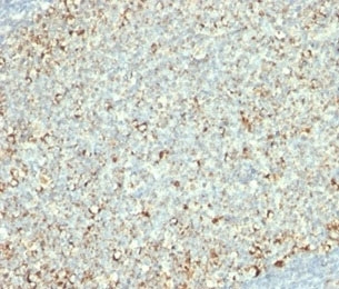 IHC: Formalin-fixed, paraffin-embedded human tonsil stained with anti-Mitochondrial antibody (clone AE-1).