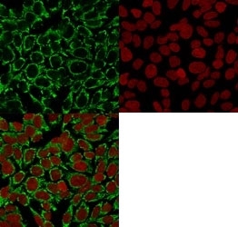 Immunofluorescent staining of human HeLa cells with anti-Mitochondrial antibody (clone AE-1, green) and Reddot nuclear stain (red).