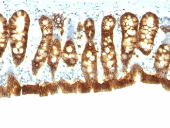 Rat EpCAM Antibody Colon IHC. Formalin-fixed, paraffin-embedded rat colon stained with EpCAM antibody (clone Epcam/1158).