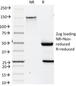 SDS-PAGE analysis of purified, BSA-free Keratin 19 antibody (clone BA17) as confirmation of integrity and purity.