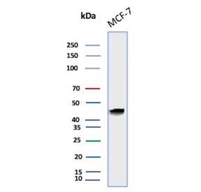 Western blot testing of human MCF7 cell lysate with Keratin 19 antibody (clone BA17). Predicted molecular weight ~43 kDa.