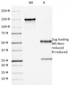 SDS-PAGE Analysis of Purified, BSA-Free CD68 Antibody (clone KP1). Confirmation of Integrity and Purity of the Antibody.