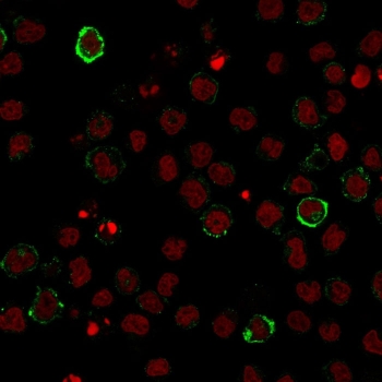 CD15 Antibody U937 Immunofluorescence. Immunofluorescent analysis of human U937 cells stained with CD15 Antibody demonstrates prominent membranous and cell surface-associated green fluorescence consistent with CD15 / Lewis X antigen expression in myeloid-associated leukemic cellular populations. This leukocyte differentiation antigen antibody highlights immune-associated glycosylation pathways and myeloid lineage differentiation markers within hematopoietic cells. Nuclei are counterstained with Reddot nuclear stain (red).