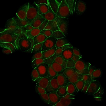 Immunofluorescent staining of human MCF7 cells with HuProt specificity validated E-Cadherin antibody (clone CDH1/1525, green) and Reddot nuclear stain (red).