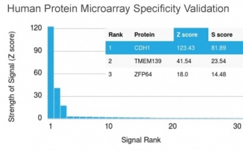 E-cadherin Antibody HuProt Specificity Validation. Proteome-wide microarray analysis of Cadherin 1 / CDH1 specificity using clone CDH1/1525 antibody on a HuProt(TM) array containing over 19,000 full-length human proteins, demonstrating strong and selective binding to CDH1 as the top-ranked target with a dominant Z-score and high S-score relative to non-target proteins. The Z-score represents signal intensity in standard deviations above the array mean, while the S-score reflects the difference between the top-ranked protein and subsequent hits, indicating high relative specificity. These results support highly selective recognition of CDH1 with minimal off-target binding across the human proteome.