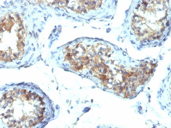 IFN gamma Antibody Testis IHC. Immunohistochemistry testing of FFPE human testis with IFN gamma antibody (clone IFNG/466). Required HIER: boil tissue sections in 10mM Tris with 1mM EDTA, pH 9.0, for 10-20 min.