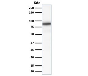 Western blot testing of human kidney lysate with Calnexin antibody (clone CANX/1541). Predicted molecular weight ~68 kDa but routinely observed at ~90 kDa.