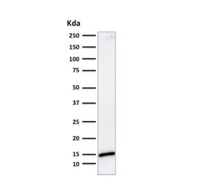 Galectin 1 Antibody HeLa WB. Western blot analysis of human HeLa cell lysate using Galectin 1 antibody (clone GAL1/1831). A distinct immunoreactive band is observed at approximately 14 kDa, corresponding to the expected molecular weight of Galectin-1 (LGALS1). Galectin-1 is a beta-galactoside-binding lectin that participates in immune regulation, cell-cell interactions, apoptosis, angiogenesis, and tumor microenvironment signaling. The clean banding pattern supports the specificity of clone GAL1/1831 for detection of endogenous Galectin-1 by western blot. Predicted molecular weight: ~14 kDa.