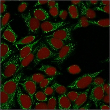 Galectin 1 Antibody HeLa IF. Immunofluorescent staining of permeabilized human HeLa cells using Galectin 1 antibody (clone GAL1/1831, green) demonstrates prominent cytoplasmic staining with a finely granular distribution throughout the cell body. The observed pattern is consistent with the known intracellular localization of Galectin-1 (LGALS1), a beta-galactoside-binding lectin involved in immune regulation, cell adhesion, apoptosis, and extracellular matrix interactions. RedDot nuclear counterstain (red) clearly delineates cell nuclei, while Galectin-1 immunoreactivity is primarily excluded from the nuclear compartment and enriched within the cytoplasm. These results support the utility of clone GAL1/1831 for immunofluorescent detection of endogenous Galectin-1 expression in cultured human cells.
