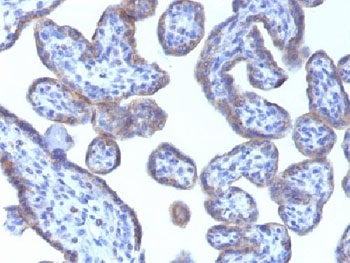 PLIN2 Antibody Human Placenta IHC. Immunohistochemistry testing of FFPE human placental tissue with PLIN2 antibody (clone ADFP/1493). Required HIER: steam sections in pH6, 10mM citrate buffer for 10-20 min.