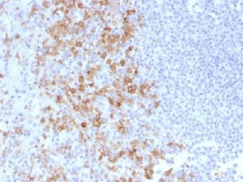 IHC testing of FFPE human spleen with PSGL-1 antibody (clone PSGL1/1601). Recommended HIER: boil tissue sections in 10mM Tris with 1mM EDTA, pH 9.0 for 10-20 min.