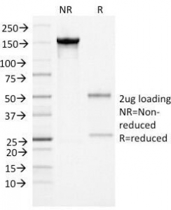 SDS-PAGE Analysis of Purified, BSA-Free Alpha-1-Antichymotrypsin Antibody (clone AACT/1452). Confirmation of Integrity and Purity of the Antibody.