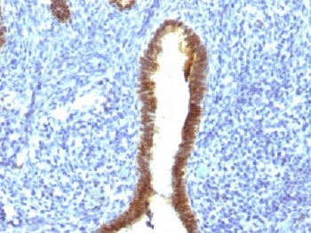 IHC testing of FFPE human uterus with ASRGL1 antibody (clone CRASH/1289). Required HIER: steam sections in 10mM Tris with 1mM EDTA, pH9, for 10-20 min.