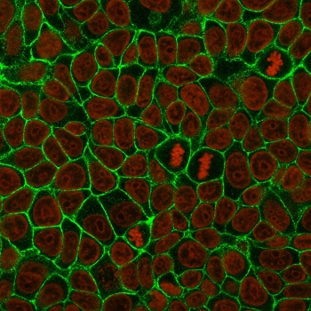 Cadherin 1 Antibody for IF. Immunofluorescence analysis of E-Cadherin / CDH1 expression in human MCF7 cells using clone 4A2 antibody (green), showing sharp membrane staining outlining individual epithelial cell boundaries, with Reddot nuclear stain (red). Signal highlights clear cell perimeter definition and uniform epithelial cell organization across the monolayer.