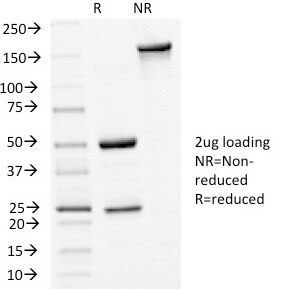 SDS-PAGE analysis of purified, BSA-free E-Cadherin/Cadherin 1 antibody (clone 4A2) as confirmation of integrity and purity.