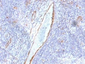 von Willebrand Factor Antibody Clone F8/86 immunohistochemistry analysis. IHC staining of FFPE human tonsil using von Willebrand Factor Antibody Clone F8/86 demonstrates HRP-DAB brown staining localized to vascular endothelial cells, highlighting vessel linings within lymphoid tissue. The signal is confined to endothelial structures with minimal background in surrounding lymphocytes, consistent with the known distribution of von Willebrand factor (VWF). Heat-induced epitope retrieval was performed using pH 9 Tris-EDTA buffer, supporting clear visualization of vascular endothelium.