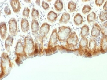 Beta Catenin Antibody Mouse Colon Immunohistochemistry. IHC testing of FFPE mouse colon tissue with Beta Catenin antibody (clone CTNNB1/1507). Required HIER: boil tissue sections in 10mM Tris with 1mM EDTA, pH 9.0, for 10-20 min.