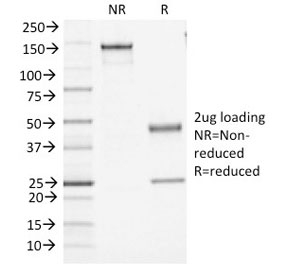 SDS-PAGE Analysis of Purified, BSA-Free CD45 Antibody (clone PTPRC/1461). Confirmation of Integrity and Purity of the Antibody.