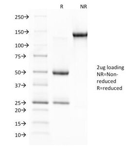 SDS-PAGE Analysis of Purified, BSA-Free Glycophorin A Antibody (clone JC 159). Confirmation of Integrity and Purity of the Antibody.