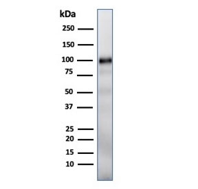 GP2 Antibody Pancreas WB. Western blot testing of human pancreas lysate with GP2 antibody (clone GP2/1712).