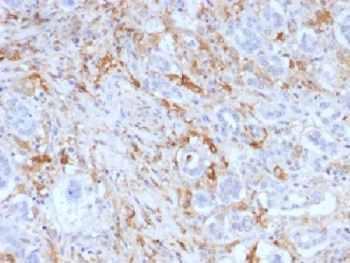 IHC testing of FFPE human pancreas with Ferritin Light Chain antibody (clone FTL/1388). Required HIER: boil tissue sections in 10mM citrate buffer, pH 6, for 10-20 min.