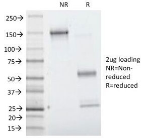 SDS-PAGE Analysis of Purified, BSA-Free Villin Antibody for WB / VIL1 Western Blot Antibody (clone VIL1/1314). Confirmation of Integrity and Purity of the Antibody.