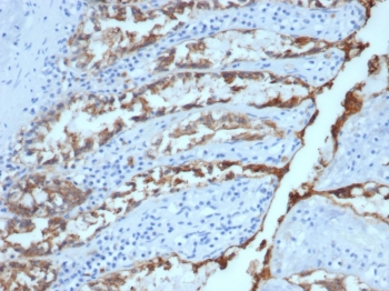 EpCAM Antibody Dog Colon Tissue IHC. Immunohistochemistry testing of FFPE dog colon and EpCAM antibody (clone EGP40/1384). HIER: steam sections in pH9 EDTA for 10-20 min.