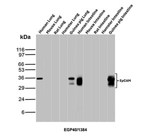 EpCAM Antibody Human Mouse Rat Hamster Guinea pig WB. Western blot testing of human, mouse, rat, hamster and guinea pig tissue lysate samples with EpCAM antibody. Expected molecular weight: ~35 kDa (unmodified), 40-43 kDa (glycosylated).