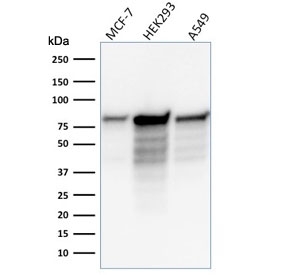 MCM7 Antibody for WB (clone MCM7/1466) - western blot analysis. Western blot testing of human cell lysates using MCM7 Antibody for WB (clone MCM7/1466). Lane 1: MCF7 cell lysate, Lane 2: HEK293 cell lysate, Lane 3: A549 cell lysate. A band is detected at approximately 80-90 kDa, consistent with the predicted molecular weight of Minichromosome maintenance protein 7 / MCM7. Additional lower bands may represent lower molecular weight MCM7 species or partial proteolytic degradation products commonly observed during SDS-PAGE analysis of chromatin-associated replication proteins.