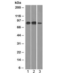 MCM7 Antibody for WB (clone MCM7/1466) - western blot analysis. Western blot testing of human cell lysates using MCM7 Antibody for WB (clone MCM7/1466). Lane 1: HeLa cell lysate, Lane 2: Raji cell lysate, Lane 3: HepG2 cell lysate. A band is detected at approximately 80-90 kDa, consistent with the predicted molecular weight of Minichromosome maintenance protein 7 / MCM7. The signal reflects expression of this DNA replication licensing factor in proliferating human cell lines.