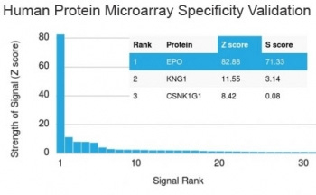 EPO Antibody Microarray Specificity Validation. Analysis of HuProt(TM) microarray containing more than 19,000 full-length human proteins using EPO Antibody (clone EPO/1368) demonstrates highly specific detection of erythropoietin (EPO), a hypoxia response hormone regulating erythropoiesis and oxygen homeostasis. The antibody shows a dominant signal for EPO with clear separation from other proteins on the array, supporting strong target specificity of clone EPO/1368. Z- and S-score: The Z-score represents the strength of signal generated when the antibody binds to a protein on the array, expressed as standard deviations above the mean signal, while the S-score reflects the difference between sequential Z-scores and indicates relative specificity compared to potential off-target interactions.