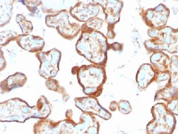 Thymidine Phosphorylase Antibody Placenta Immunohistochemistry. IHC testing of FFPE human placenta with Thymidine Phosphorylase antibody (clone SPM322). Required HIER: requires boil tissue sections in pH 9 10mM Tris with 1mM EDTA for 10-20 min followed by cooling at RT for 20 min.