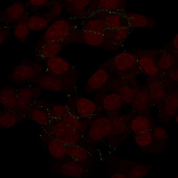 Immunofluorescent staining of human HeLa cells with CDH2 antibody (clone 8C11, green) and Reddot nuclear stain (red).