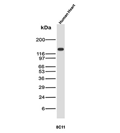 CDH2 Antibody Clone 8C11 Tissue WB. Western blot analysis of N-Cadherin / CDH2 expression in human heart tissue lysate using CDH2 antibody clone 8C11. Lane 1: human heart lysate. A strong band is detected at approximately 120-135 kDa, consistent with the predicted molecular weight of N-Cadherin (CDH2), with the higher apparent migration reflecting known glycosylation of this transmembrane adhesion protein. The robust signal in cardiac tissue aligns with the well-established role of N-Cadherin in mediating cardiomyocyte cell-cell adhesion within intercalated discs.