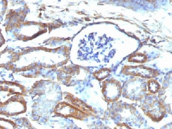 IHC testing of FFPE mouse kidney with Spectrin beta III antibody (clone SPTBN2/1584). Required HIER: boil tissue sections in 10mM citrate buffer, pH 6, for 10-20 min followed by cooling at RT for 20 min.