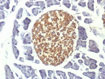 NSE Antibody Mouse Pancreas IHC. Immunohistochemistry testing of FFPE mouse pancreas with NSE antibody (clone ENO2/1375). Required HIER: boil sections in pH 9 10mM Tris with 1mM EDTA for 10-20 min.