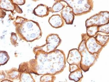 Thrombomodulin Antibody / Tumor Vascular Marker. Immunohistochemistry analysis of Thrombomodulin / THBD expression in human placenta using clone THBD/1591. FFPE placental tissue shows membranous HRP-DAB brown staining in trophoblastic cells with additional staining of endothelial cells lining placental blood vessels, highlighting vascular structures relevant to tumor vascular marker studies of endothelial biology and angiogenesis. Antigen retrieval was performed by boiling sections in 10mM Tris buffer with 1mM EDTA, pH 9, for 10-20 minutes followed by cooling at room temperature.