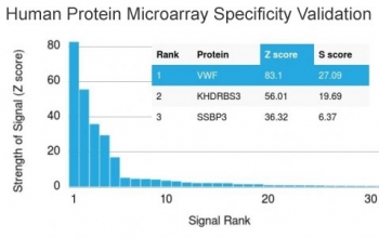 vWF Antibody Clone VWF/1465 / von Willebrand factor Antibody microarray specificity validation. Analysis of HuProt(TM) microarray containing more than 19,000 full-length human proteins using vWF Antibody Clone VWF/1465 demonstrates strong and selective binding to VWF, supporting high target specificity. The top-ranked signal corresponds to von Willebrand factor, with substantially lower signals observed for non-target proteins, indicating minimal cross-reactivity. Z-score represents the strength of antibody binding signal relative to the mean signal across the array, expressed in standard deviations. S-score reflects the difference between successive Z-scores and provides a measure of relative specificity for the intended target.