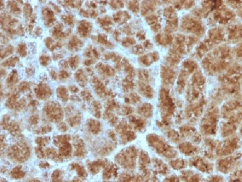Elastase 3B Antibody Human Pancreas IHC. Immunohistochemistry analysis of FFPE human pancreas tissue stained with clone CELA3B/1257. Strong granular cytoplasmic HRP-DAB brown staining is observed throughout pancreatic acinar cell populations, consistent with expression of Chymotrypsin-like elastase family member 3B / CELA3B, a secreted digestive serine protease involved in exocrine pancreas function and digestive enzyme secretion pathways. Required HIER: boil tissue sections in 10mM Tris with 1mM EDTA, pH 9, for 10-20 min followed by cooling at RT for 20 min.