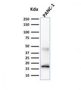Elastase 3B Antibody PANC-1 WB. Western blot analysis of human PANC-1 cell lysate using Elastase 3B Antibody / Pancreatic Digestive Enzyme clone CELA3B/1257. A band is detected at approximately 29 kDa, consistent with the predicted molecular weight of Chymotrypsin-like elastase family member 3B / CELA3B. The observed signal supports expression of this pancreatic digestive serine protease associated with exocrine pancreas differentiation and secretory enzyme pathways.