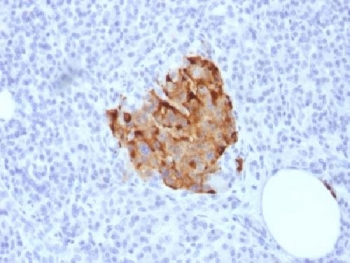 IHC analysis of FFPE human pancreas stained with recombinant Chromogranin A antibody (clone CHGA/1773R). Required HIER: steam sections in pH6 citrate buffer for 10-20 min.