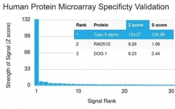 TOP2A Antibody Microarray Validation. HuProt human protein microarray specificity analysis using an array containing more than 19,000 full-length human proteins demonstrates highly selective recognition of DNA Topoisomerase II alpha by clone TOP2A/1362. The Chromosome Segregation Enzyme Antibody shows a dominant signal for the intended target TOP2A with a Z-score of 134.27 and S-score of 124.98, indicating exceptionally strong binding to DNA Topoisomerase II alpha relative to other proteins present on the array. These results confirm that this monoclonal antibody preferentially recognizes the chromosome segregation enzyme responsible for DNA decatenation and mitotic chromatid separation.<BR>Z- and S-score explanation: The Z-score represents the strength of signal generated when the antibody, together with a fluorescently labeled secondary antibody, binds to a specific protein on the HuProt microarray. Z-scores are expressed as the number of standard deviations above the mean signal intensity across the entire protein array. When proteins on the array are ranked by decreasing Z-score, the S-score represents the difference between the Z-scores of neighboring ranked proteins. The S-score therefore reflects the relative specificity of an antibody for its intended target protein compared with other proteins present on the microarray.