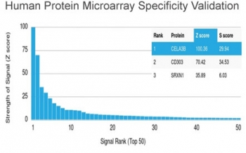 CELA3B antibody Microarray Specificity Validation. Analysis was performed using the HuProt(TM) microarray containing more than 19,000 full-length human proteins. CELA3B was identified as the top-ranked target, demonstrating strong signal intensity relative to all other proteins on the array and supporting the high specificity of this microarray validated monoclonal antibody.<BR>Z-score represents the strength of the signal generated when the antibody, in combination with a fluorescently tagged anti-IgG secondary antibody, binds to a specific protein on the HuProt(TM) array. Z-scores are expressed in standard deviations above the mean signal of all proteins on the array. Proteins are ranked in descending order based on Z-score. The S-score is defined as the difference in Z-scores between adjacent ranked proteins and reflects the relative target specificity of the antibody for its intended antigen.
