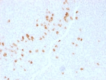 IHC testing of human tonsil with Immunoglobulin G4/IGHG4 antibody (clone IGHG4/1345). HIER: boil sections in 10mM Tris with 1mM EDTA, pH9 for 10-20 min followed by cooling at RT for 20 min.